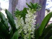 Eucomis undulata